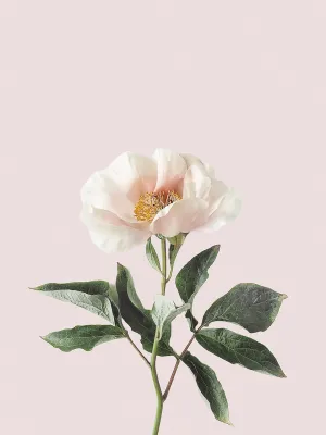Delicate