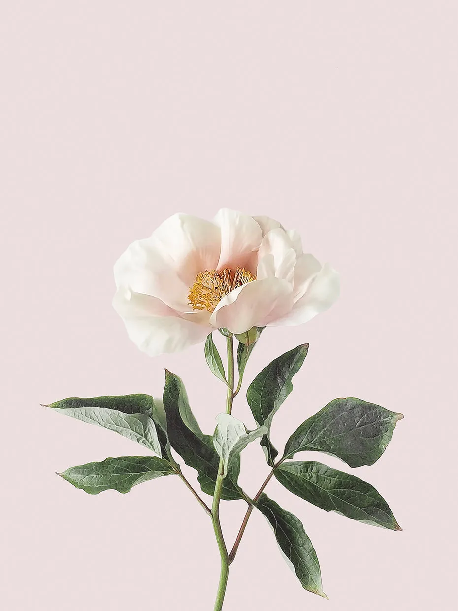 Delicate